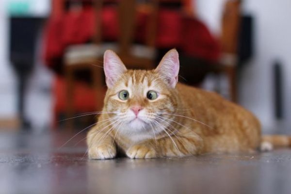 Кошки, которые поднимут вам настроение (15 фото)