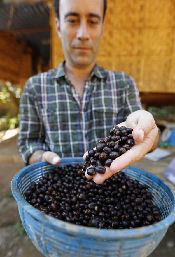 Black Ivory Coffee: самый дорогой кофе в мире (8 фото)