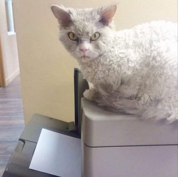 Суровый кот Альберт покоряет Интернет (13 фото)