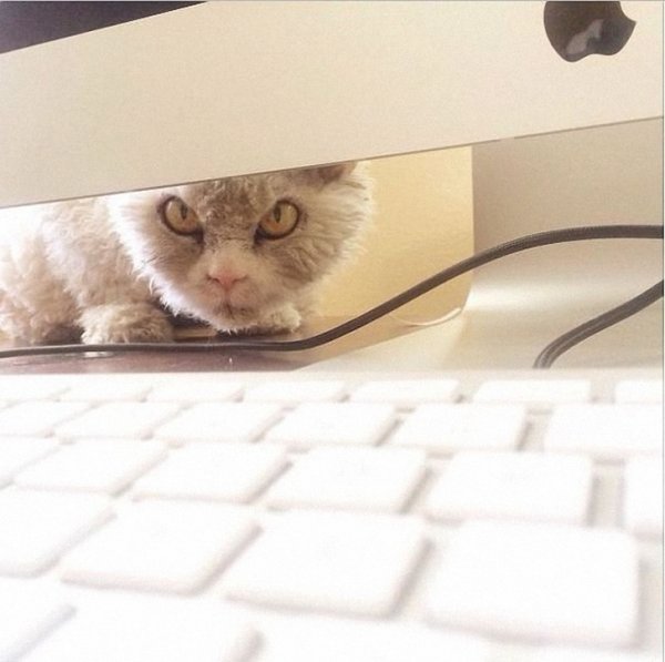 Суровый кот Альберт покоряет Интернет (13 фото)