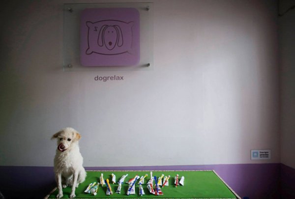 Собачий детский сад "Dog Resort" в Сан-Паулу (11 фото)