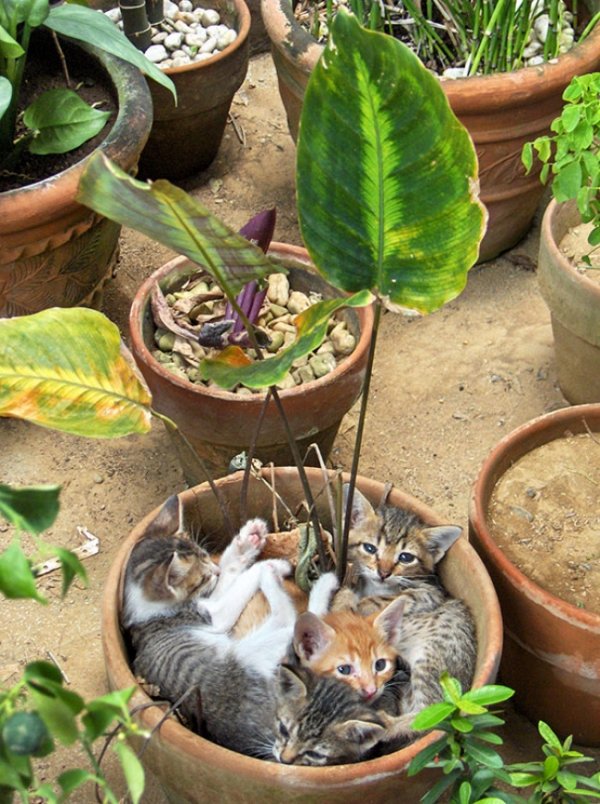 Кошки в цветочных горшочках (18 фото)