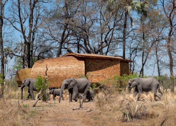 Комфортабельный коттедж в самом сердце дикой природы Африки (11 фото)