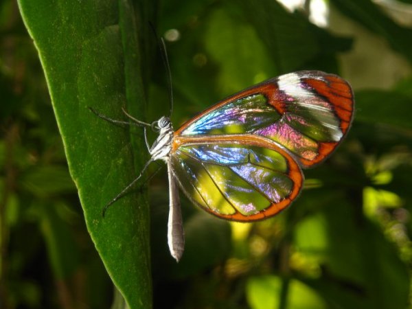 Грета Ото: бабочка с прозрачными крыльями (6 фото)