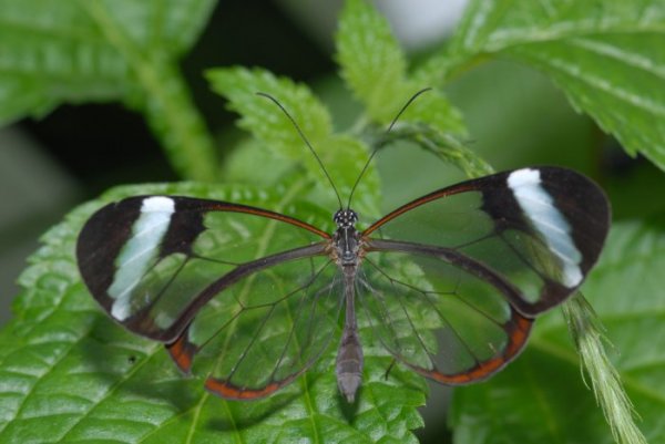 Грета Ото: бабочка с прозрачными крыльями (6 фото)