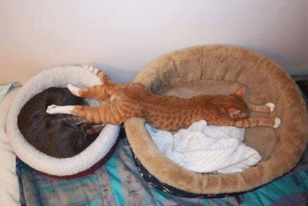 Очаровательные сони из семейства кошачьих (31 фото)