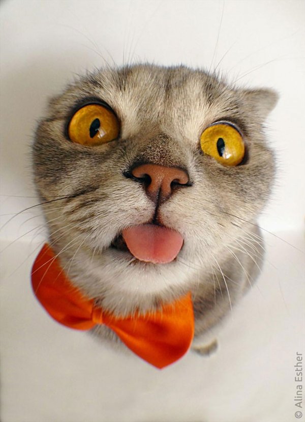 Кошка Мелисса — "Эйнштейн" в мире кошек (7 фото)