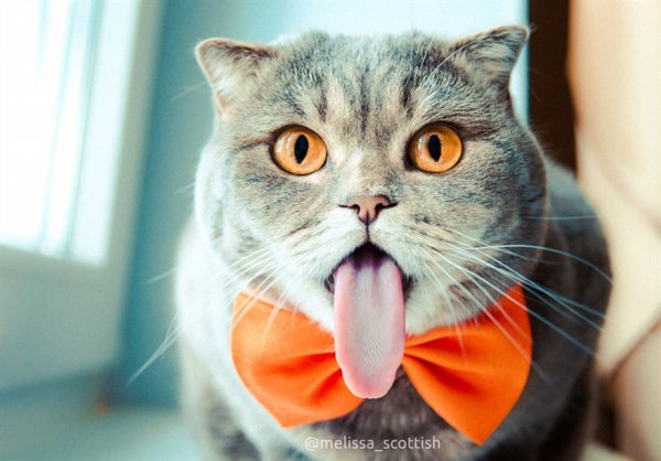 Кошка Мелисса — "Эйнштейн" в мире кошек (7 фото)