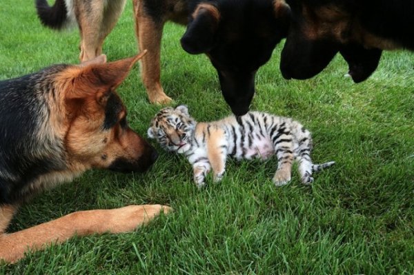 Маленькую тигрицу, от которой отказалась мать, воспитывают три овчарки (15 фото)