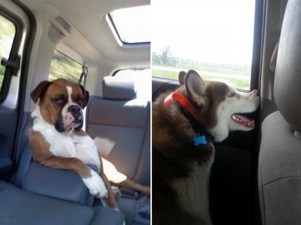 Собаки, обожающие ездить в машине (19 фото)