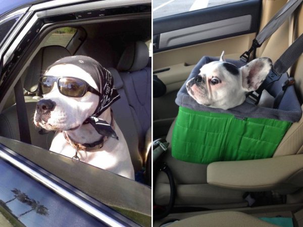 Собаки, обожающие ездить в машине (19 фото)