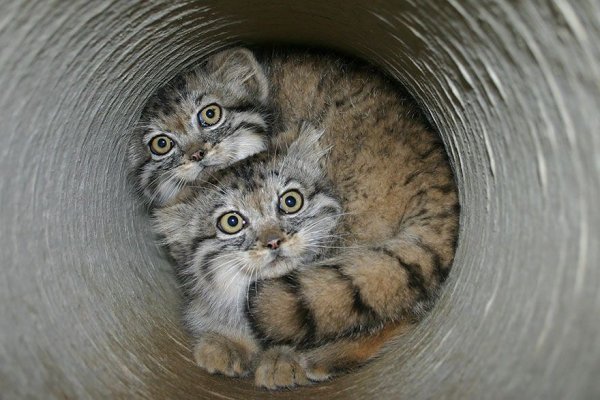 Манулы, или палласовы коты (16 фото)
