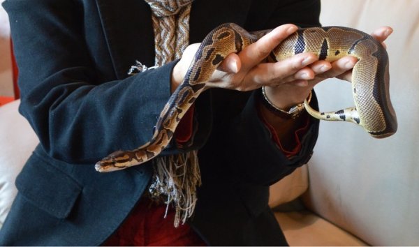 В Токио открылось кафе со змеями (7 фото)
