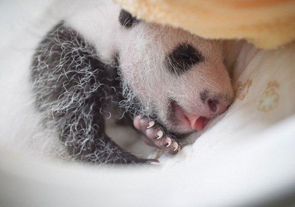 Детёнышей большой панды, родившиеся в этом году в Центре по разведению панд Бифэнся (16 фото)