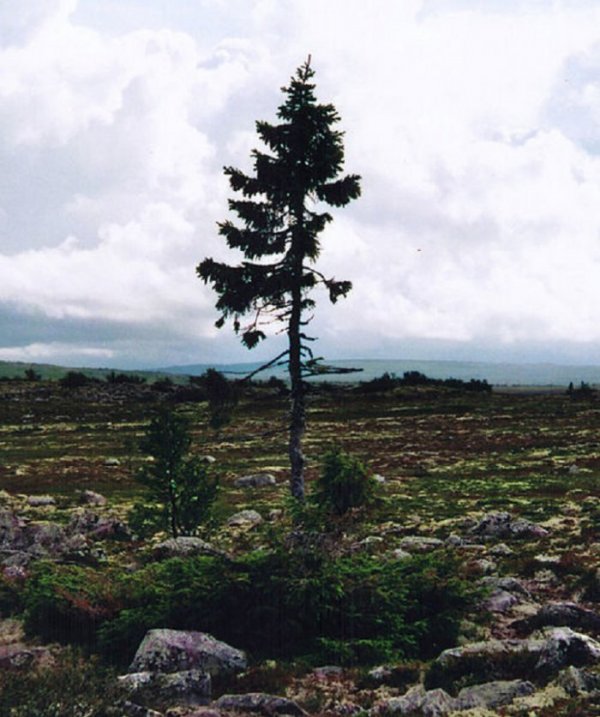 В Швеции обнаружили древнейшее дерево на планете (3 фото)