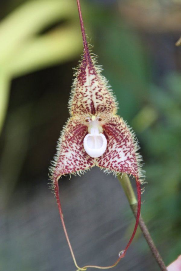 Выставка необычных орхидей в Aquamarine Fukushima (6 фото)