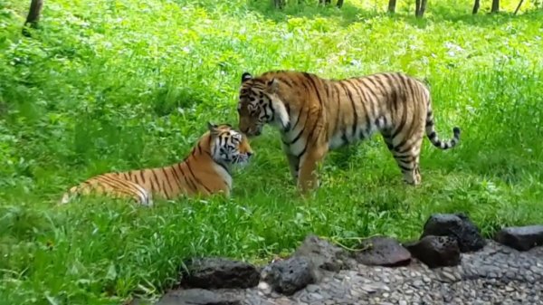 Документалисты сняли уникальное кино об амурском тигре