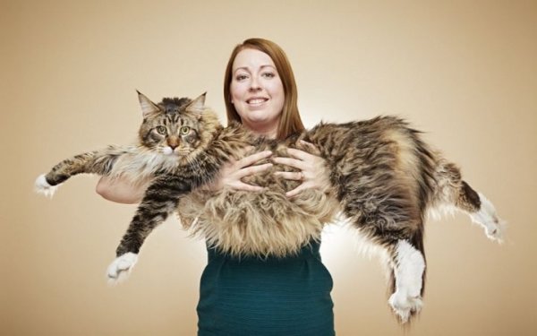 В Британии проживает самая длинная кошка