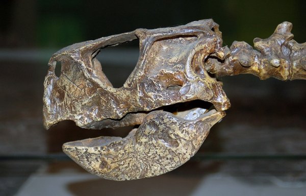 Уникальный по сохранности скелет динозавра первый раз продемонстрируют в Москве