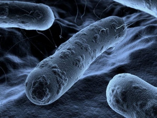 Электроактивые бактерии будут очищать стоки