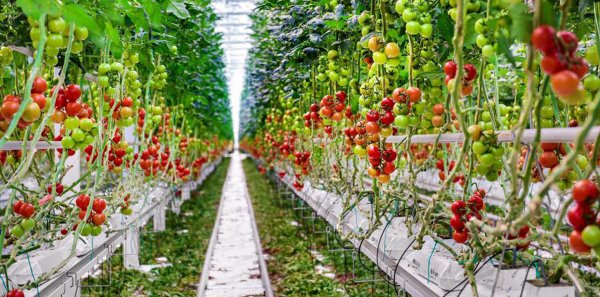 На территории гидропонного комплекса выращивают больше 54 тонн томатов за неделю