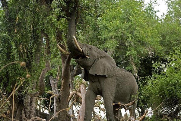 В Индии мужчина вырастил лес для слонов