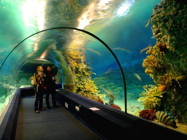 Сочинский океанариум – идеальное место для отдыха