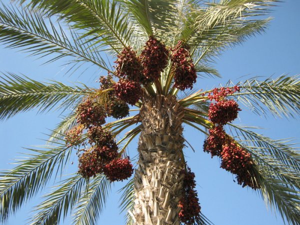 Учёные сумели вырастить давно вымершие виды финиковых пальм